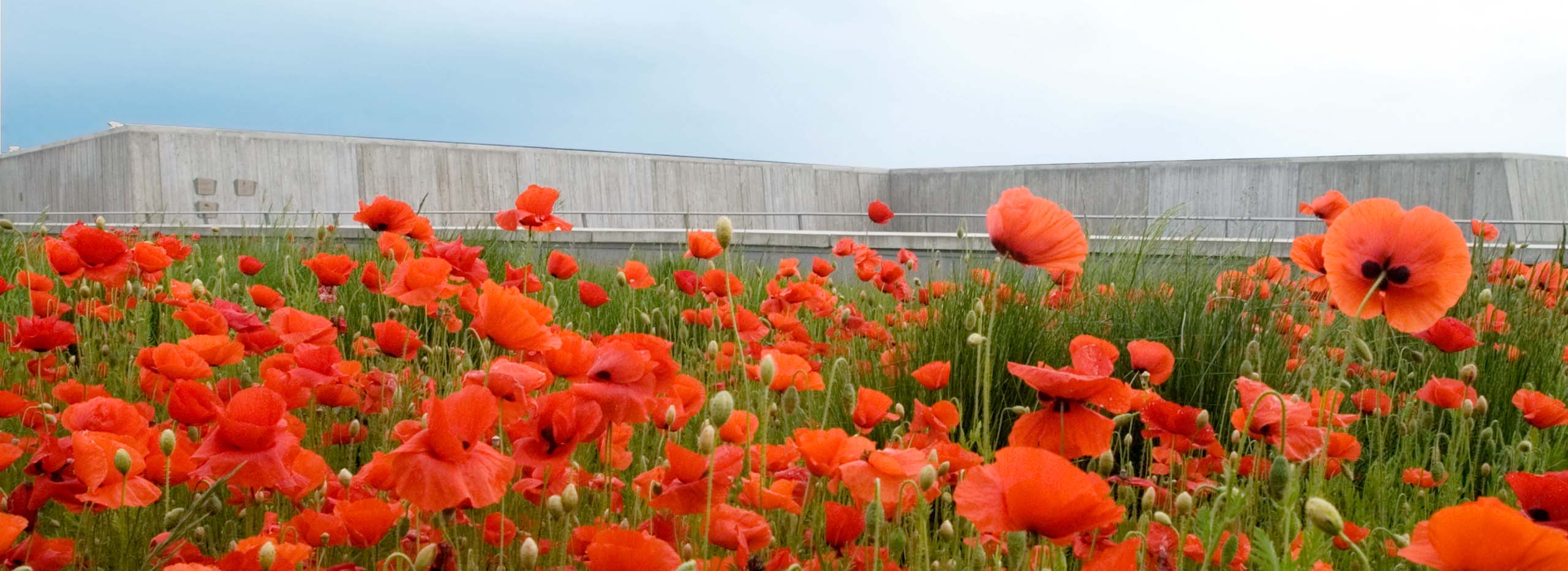 Un champ de coquelicots rouges devant le Musée canadien de la guerre à Ottawa.